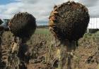 LAS PALOMAS ARRASAN CON LOS CULTIVOS DE GIRASOL EN LA PROVINCIA