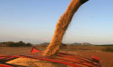 POR LA OLA DE CALOR, SE PERDERÁN ENTRE 20% Y 30? LOS CULTIVOS DE SOJA