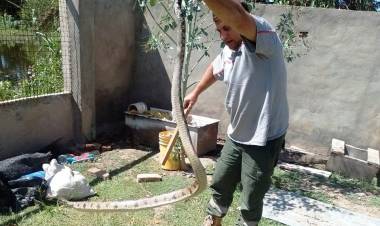 VILLA ÁNGELA: BOMBEROS LIBERAN A UNA SERPIENTE A SU HÁBITAT NATURAL