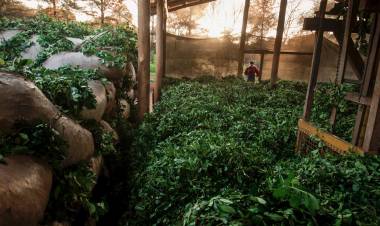 LA YERBA MATE, REGULADA