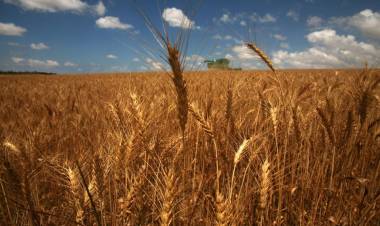 CÓMO VIENE LA CAMPAÑA DEL TRIGO 2024/25