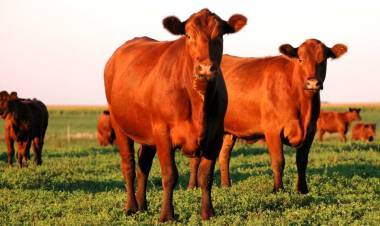 JERUSALÉN: LA ‘NOVILLA ROJA’ DEL TERCER TEMPLO, UNA ‘BOMBA DE CUATRO PATAS’