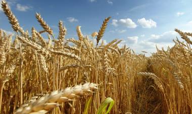 SIN PREVISIBILIDAD NI CRITERIO DE ESTADO