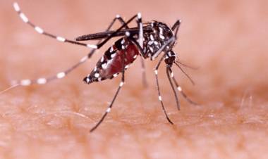 CHANDIPURA: QUÉ ES Y CÓMO SE TRANSMITE EL VIRUS QUE TIENE EN ALERTA A LA INDIA