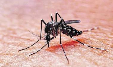 CÓMO EVITAR QUE EL MOSQUITO DEL DENGUE SE REPRODUZCA EN CASA Y TRANSMITA LA ENFERMEDAD