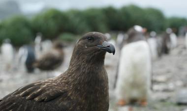 LA GRIPE AVIAR AVANZA EN ANTÁRTIDA