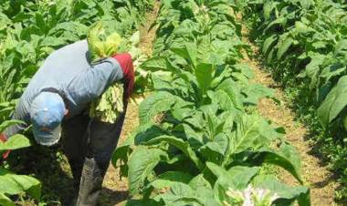 UNA TABACALERA EN PROBLEMAS