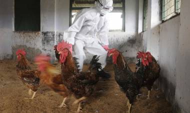 OMS ADVIERTE SOBRE LA AMENAZA DE LA GRIPE AVIAR TRAS EL AÑO CON MÁS CONTAGIOS DESDE 2015 