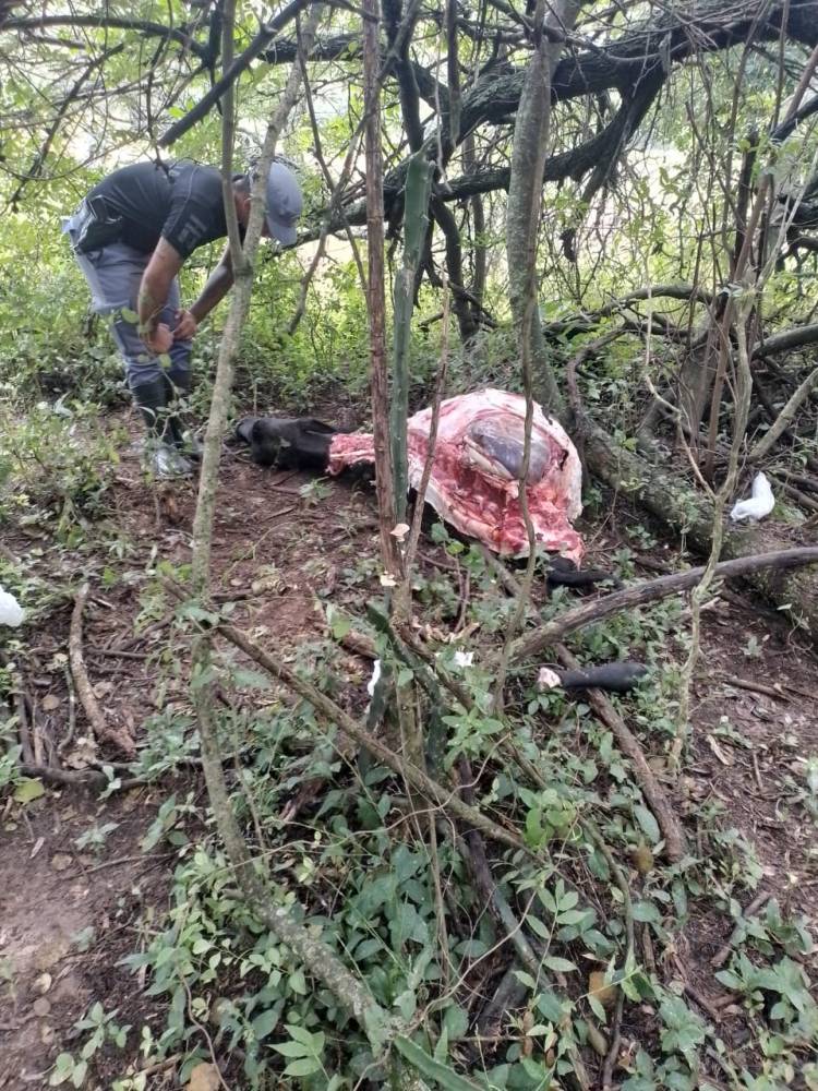 LAGUNA LIMPIA:  DETIENEN A TRES PERSONAS POR SUPUESTO ABIGEATO