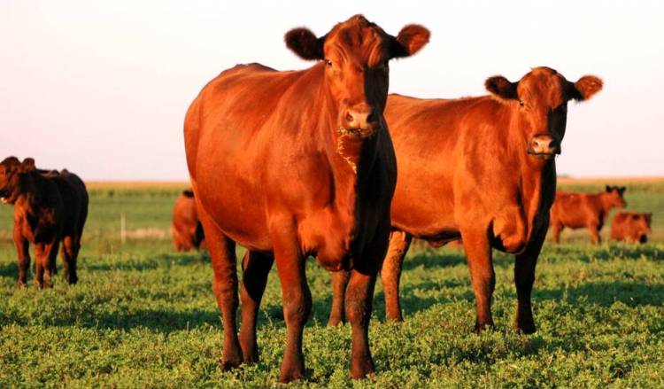 JERUSALÉN:LA ‘NOVILLA ROJA’ DEL TERCER TEMPLO, UNA ‘BOMBA DE CUATRO PATAS’