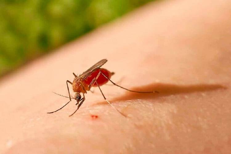 QUÉ ES LA FIEBRE DE OROPOUCHE