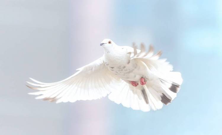 EL PACIFISMO RADICAL ANABAUTISTA