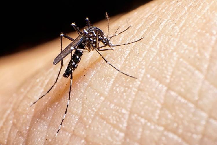DESCUBREN MUTACIONES QUE HACEN MÁS FUERTE AL DENGUE: PODRÍAN MULTIPLICARSE LOS CONTAGIOS
