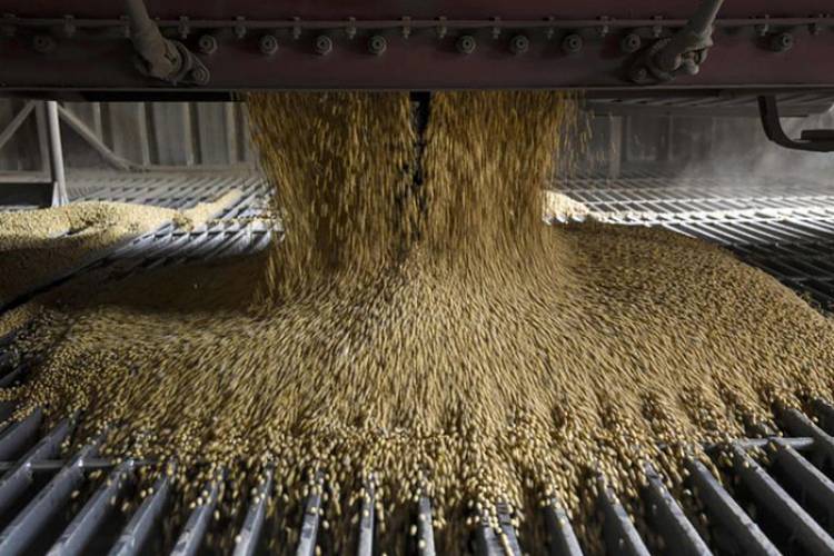 SE REDUCE LA COSECHA ESPERADA DE SOJA